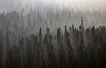 forest with smoke from forest fires in the summer in the rocky mountains in canada