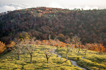 vineyard in autumn
