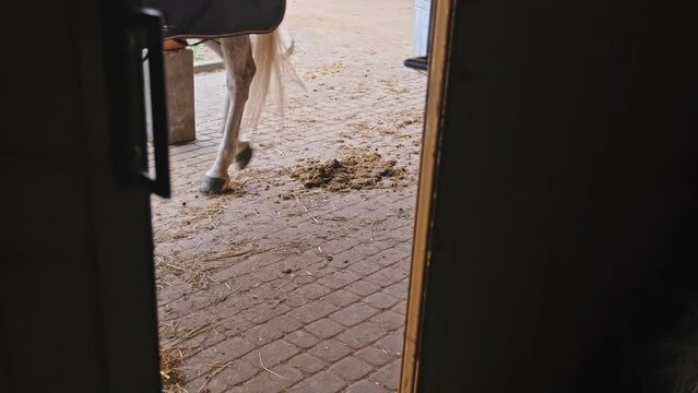 Ostler and Horse Going Over Fresh Manure Left on Stables Paving