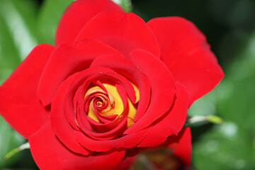 Red rose