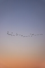flock of seagulls during sunset