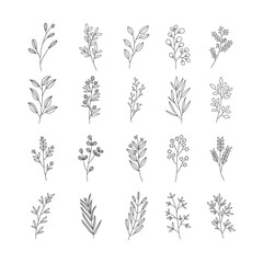 set of elements botanical 