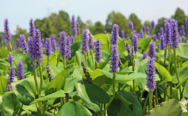 Purple pickerel weeds - Reelfoot Lake - Tennessee
