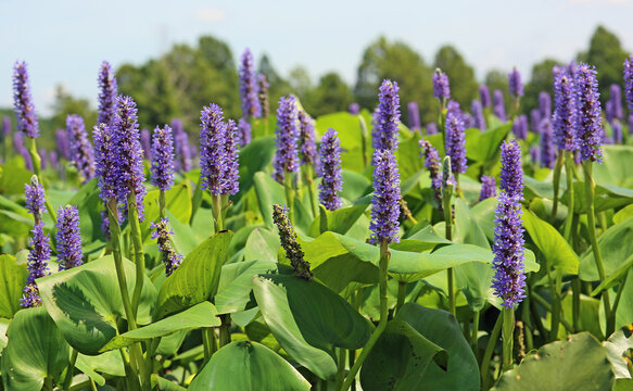 Purple pickerel weeds - Reelfoot Lake - Tennessee