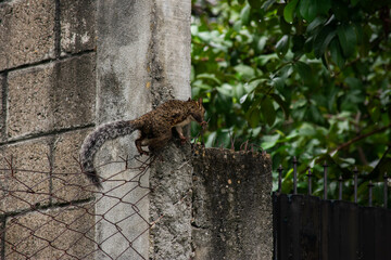 A wide variety of colors and ample plant and wildlife in the tropical city of San Pedro Sula, Honduras