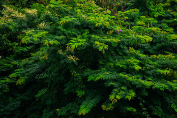 A wide variety of colors and ample plant and wildlife in the tropical city of San Pedro Sula, Honduras