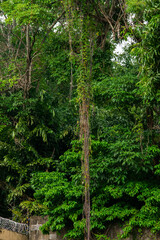 A wide variety of colors and ample plant and wildlife in the tropical city of San Pedro Sula, Honduras