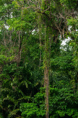 A wide variety of colors and ample plant and wildlife in the tropical city of San Pedro Sula, Honduras