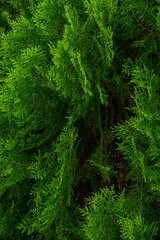 Obraz premium A wide variety of colors and ample plant and wildlife in the tropical city of San Pedro Sula, Honduras