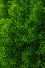 A wide variety of colors and ample plant and wildlife in the tropical city of San Pedro Sula, Honduras