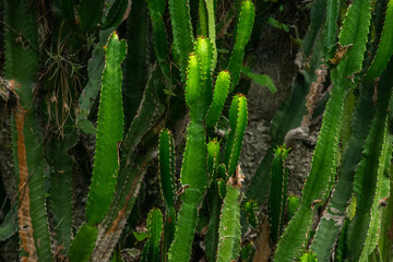 A wide variety of colors and ample plant and wildlife in the tropical city of San Pedro Sula, Honduras