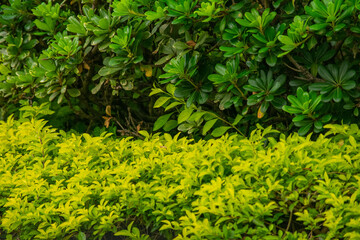 A wide variety of colors and ample plant and wildlife in the tropical city of San Pedro Sula, Honduras