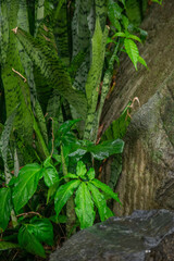 Obraz premium A wide variety of colors and ample plant and wildlife in the tropical city of San Pedro Sula, Honduras