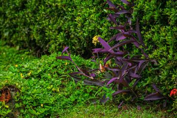 A wide variety of colors and ample plant and wildlife in the tropical city of San Pedro Sula, Honduras