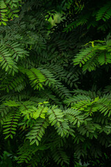 A wide variety of colors and ample plant and wildlife in the tropical city of San Pedro Sula, Honduras