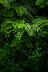 A wide variety of colors and ample plant and wildlife in the tropical city of San Pedro Sula, Honduras