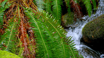 Creek in the Canadian Woods - travel photography