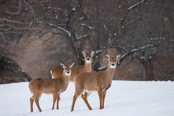 Three deer posing in the snow