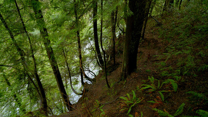 The Canadian Forest - great nature - travel photography