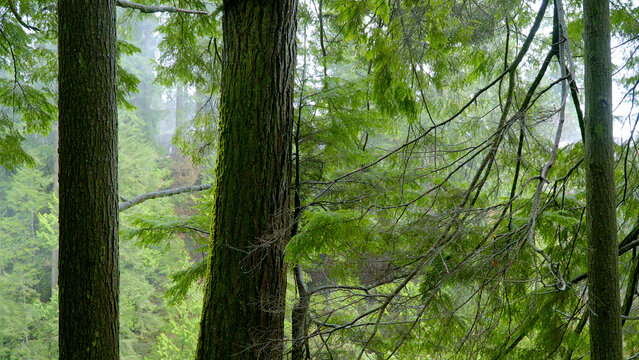 Canadian wild nature - green forest with lots of moss - travel photography