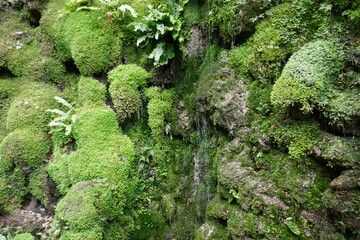 Liverwort beautiful primitive lush green plant with water on leaves