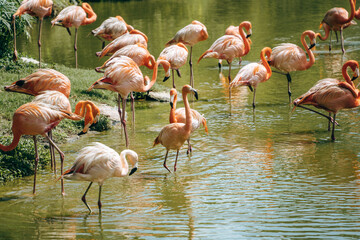 Flamingos in the zoo on Phu Quoc island, Vietnam