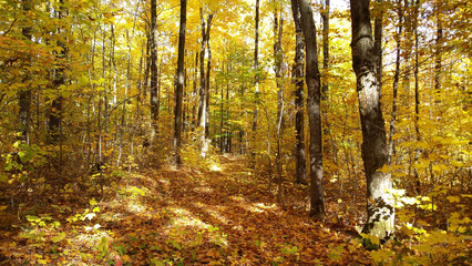 Forêt d'automne