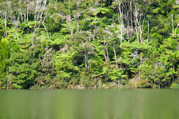 Native bush at Whangarei Reservoir 