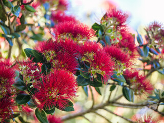Pohutukawa, New Zealand's Christmas tree