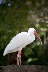 close up of a white ibis