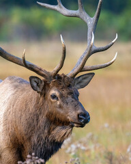 Bull Elk