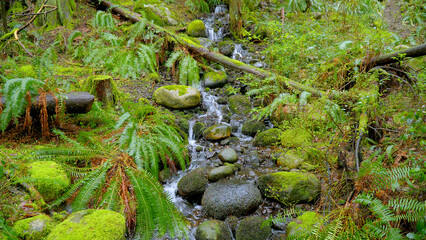 Amazing nature in the Canadian woods - wonderful green forest - travel photography
