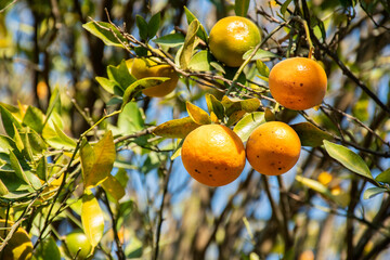 Ripe oranges on tree branches in an orange garden. Selective focus.