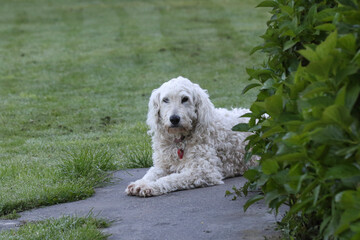 Bella the Retrodoodle