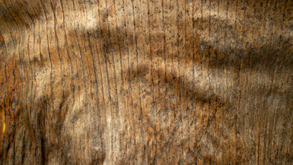 Naklejka premium dry banana leaf texture background
