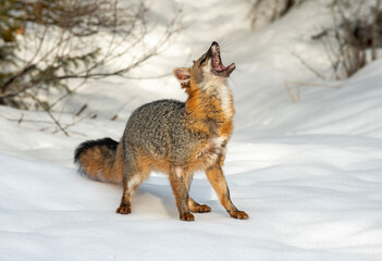Cross Fox in Winter
