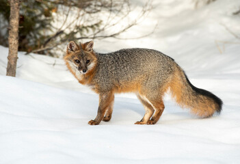 Cross Fox in Winter