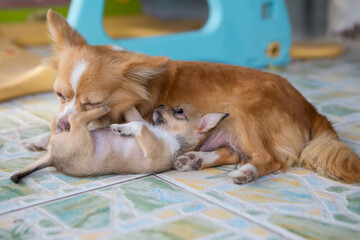  Close up chihuahua puppy dog playing on the floor
