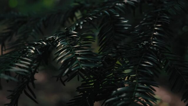 leaves of wild yew on a close-up in the forest