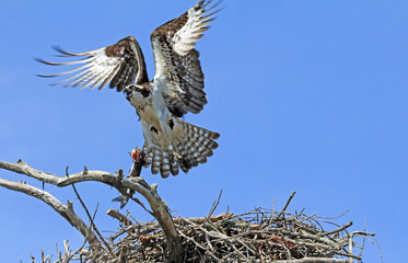 Osprey taking off with a fish - Tennessee