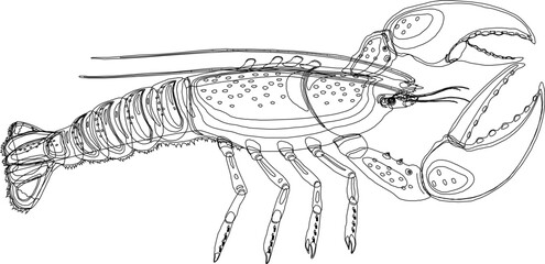 simple decorative shrimp silhouette character logo illustration vector sketch for coloring