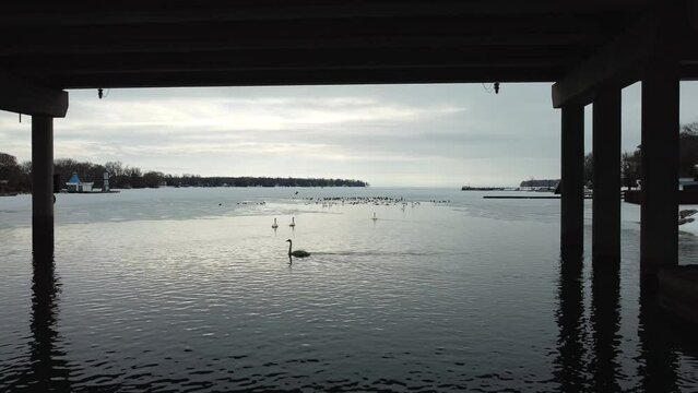 silhouettes of White Geese and other birds gathering in open water surrounded by ice basking in a glowing evening light
