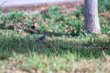 little bird in the park