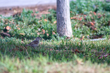 Obraz premium little bird in the park