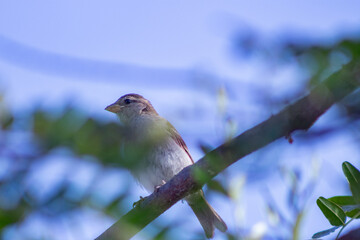 bird on a branch