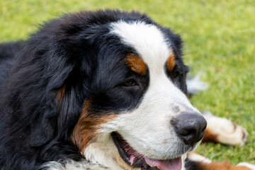 Huge dog of white, black and brown color in the park.
