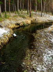 small forest river near a pine forest in the middle Urals