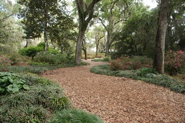 S Curve path in woods, trees and plants daytime landscape leading lines on a dirt path, Green grass...