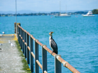 Northland coastal birds