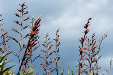 Flax flower